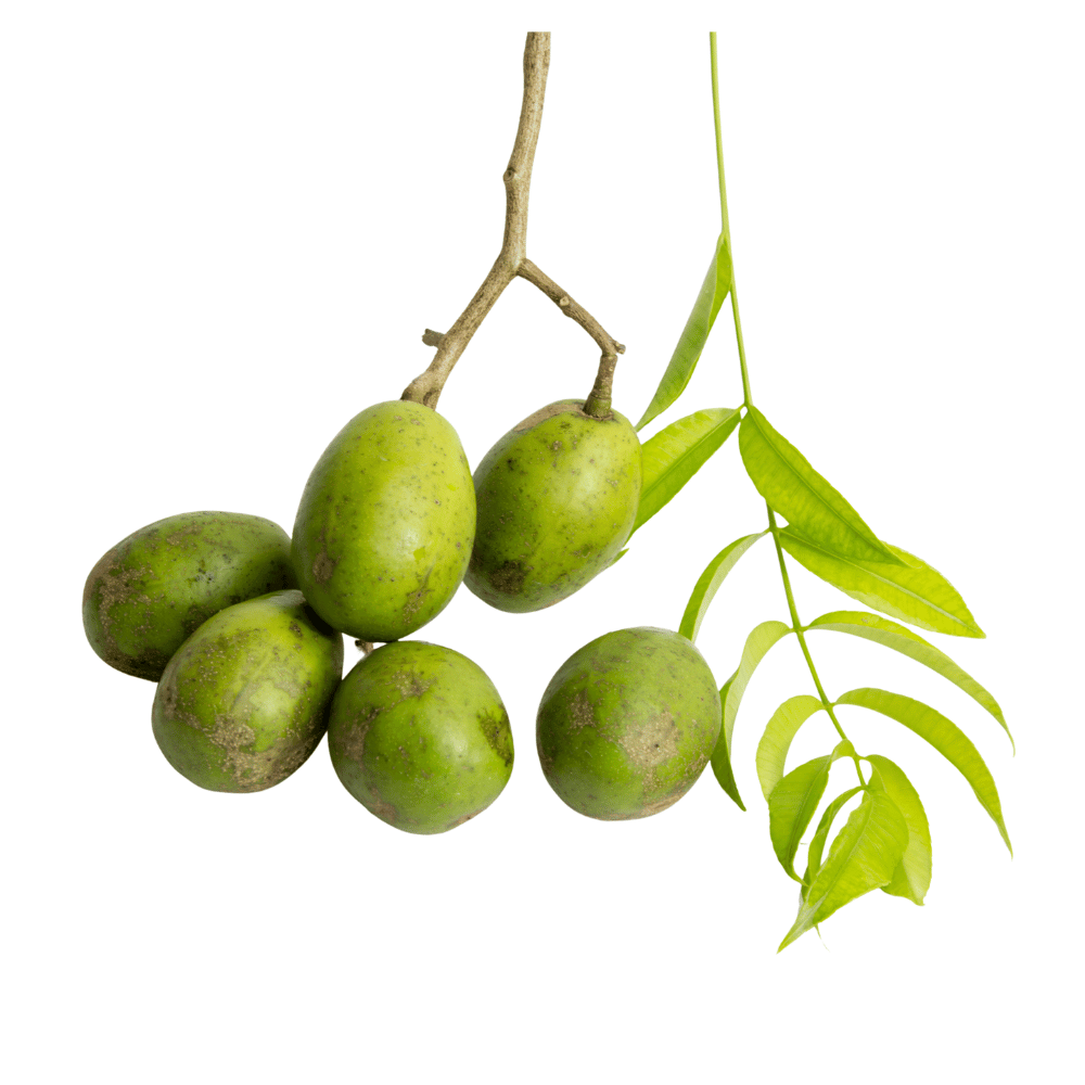 Amra (Hog Plum) Amra (Hog Plum)