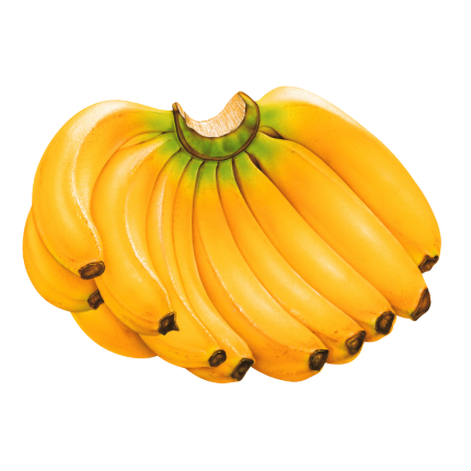 Shagor kola (Banana shagor)