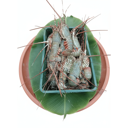 Lobstar (Ready to cook)