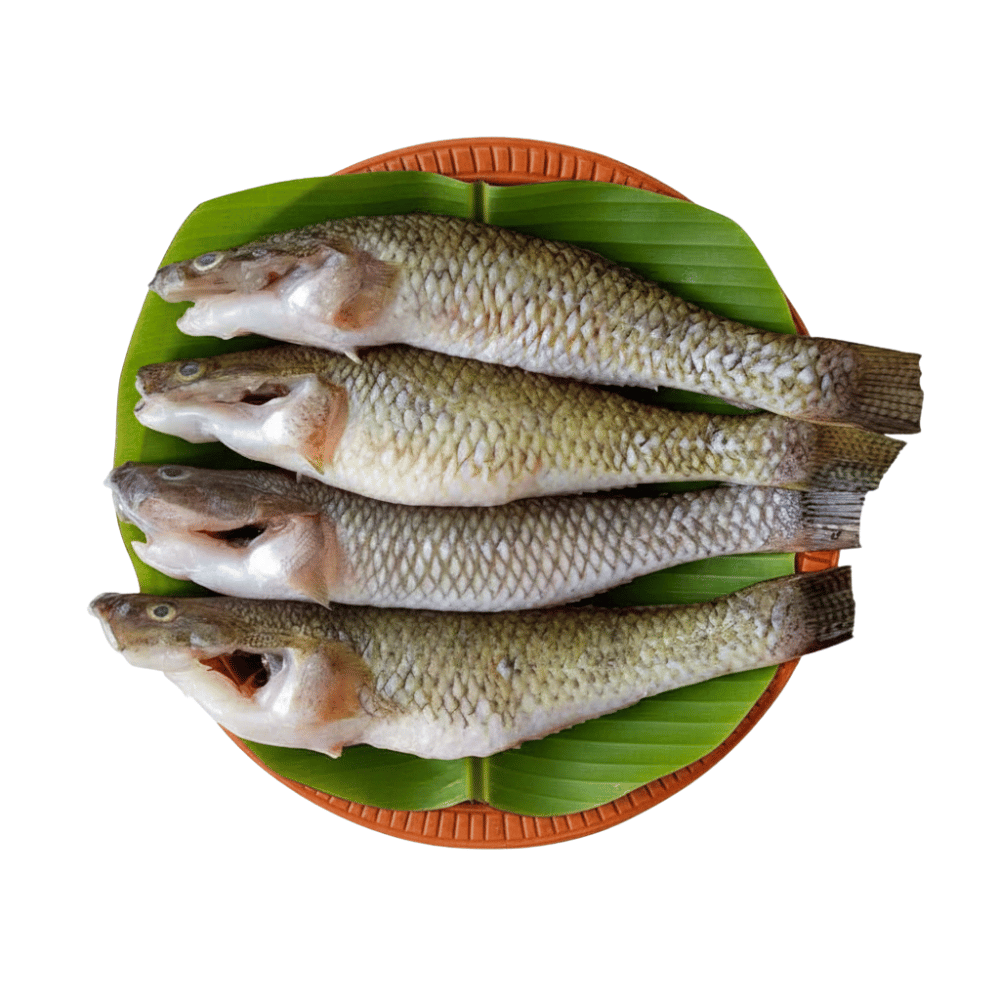 Baila Fish (Ready to cook) Baila Fish (Ready to cook)