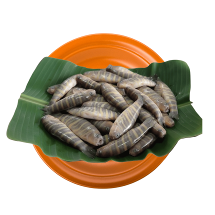 রানি মাছ